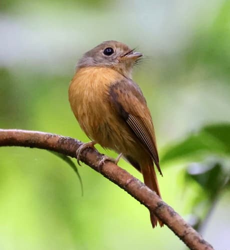 Ruddy-tailed Flycatcher