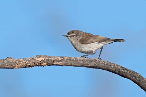 Mangrove Gerygone