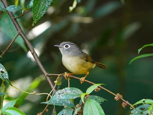 Morrison's Fulvetta