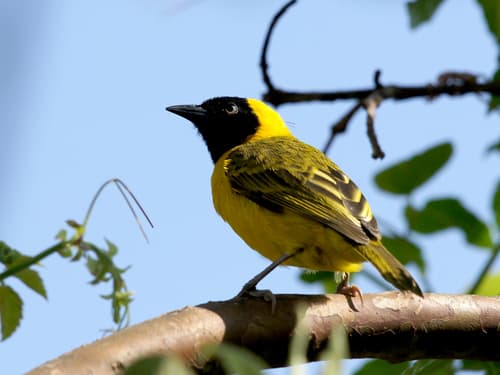 Slender-billed Weaver