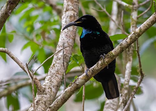 Paradise Riflebird