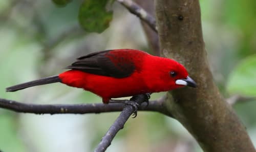 Brazilian Tanager