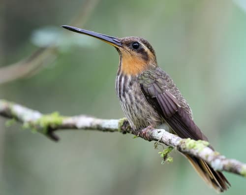 Saw-billed Hermit