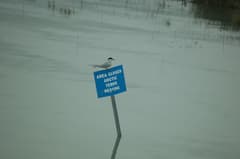 Arctic Tern