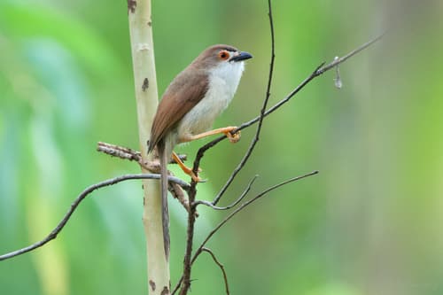 Yellow-eyed Babbler