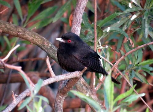 Blue-billed Black-Tyrant