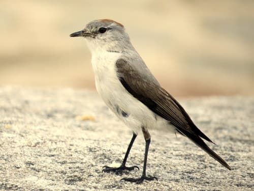 Rufous-naped Ground-Tyrant