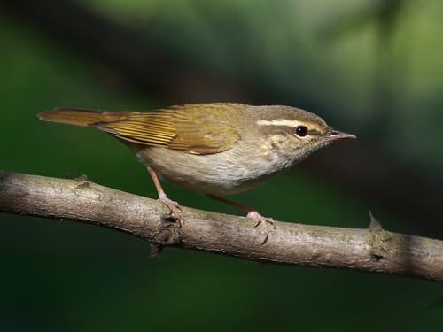 Pale-legged Leaf Warbler