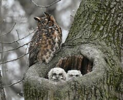 Great Horned Owl