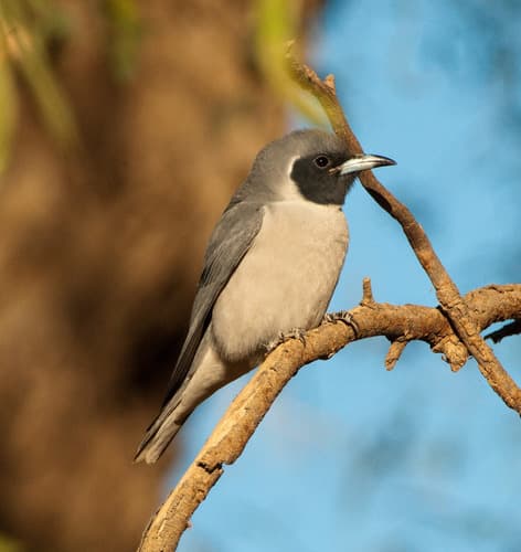 Masked Woodswallow