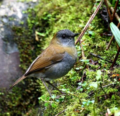 Black-billed Nightingale-Thrush