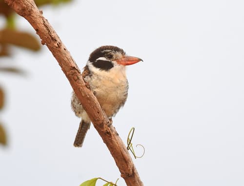 White-eared Puffbird