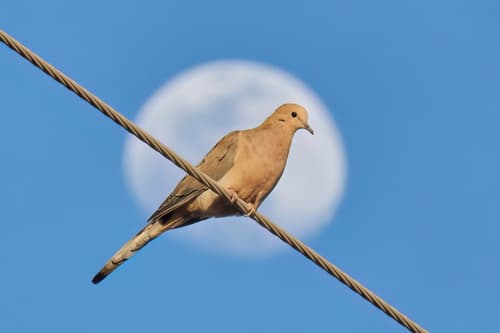 Mourning Dove