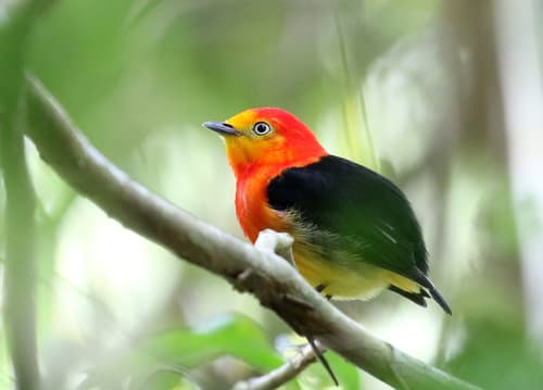Band-tailed Manakin