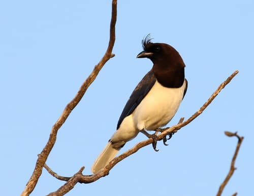 Curl-crested Jay