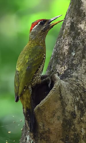 Streak-throated Woodpecker