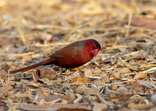 Crimson Finch