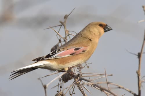 Desert Finch