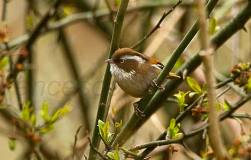 White-browed Fulvetta