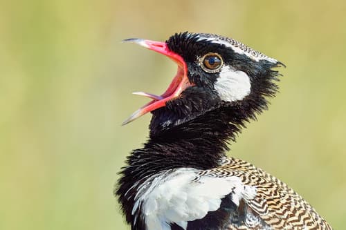 Northern Black Korhaan