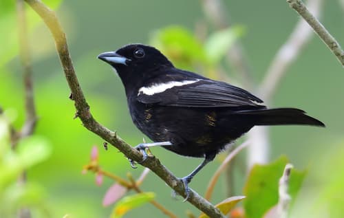 White-shouldered Tanager