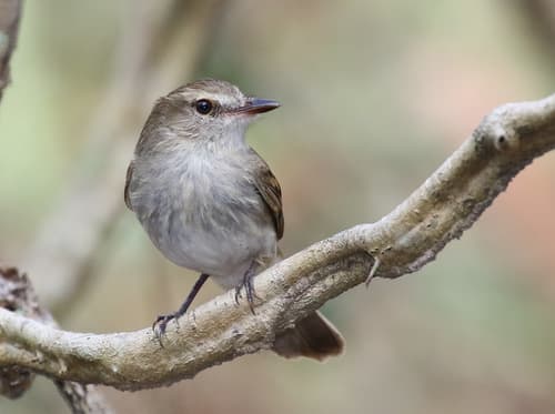 Fuscous Flycatcher