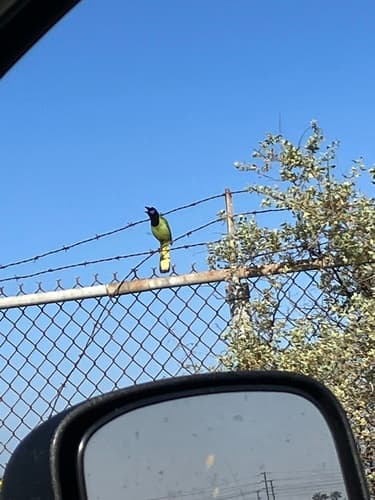 Green Jay