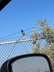 Green Jay