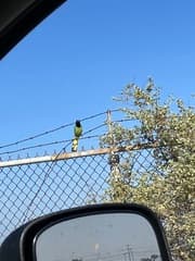 Green Jay