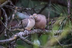 Mourning Dove