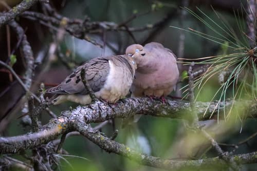 Mourning Dove