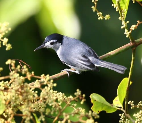 Tropical Gnatcatcher