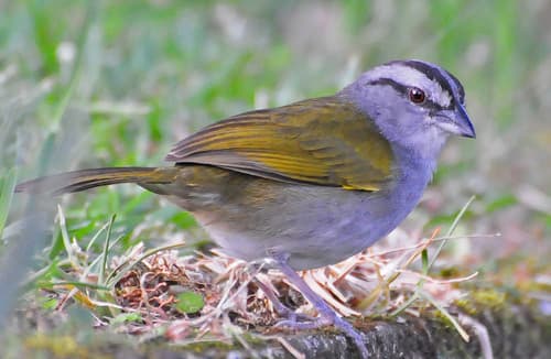Black-striped Sparrow