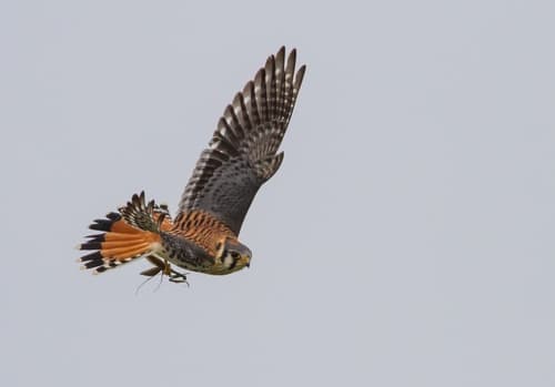American Kestrel