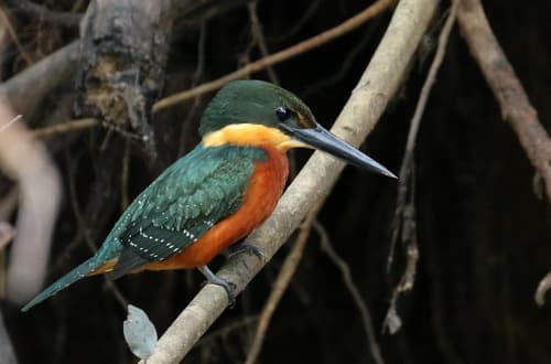 Green-and-rufous Kingfisher