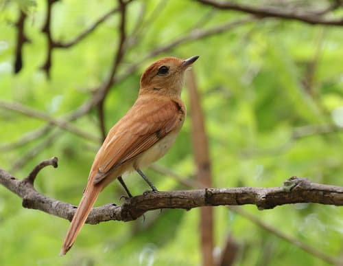 Rufous Casiornis