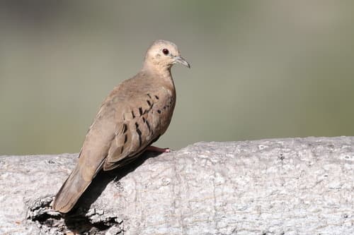 Ecuadorian Ground Dove