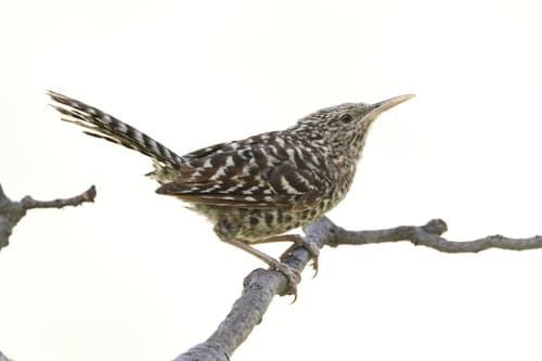 Fasciated Wren