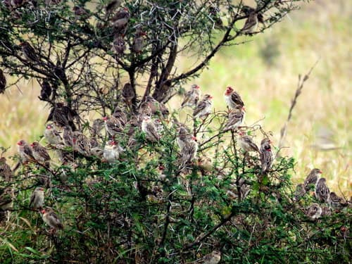 Red-billed Quelea