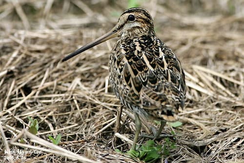 Swinhoe's Snipe
