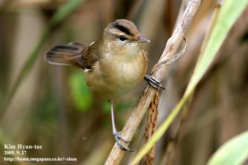 Black-browed Reed Warbler
