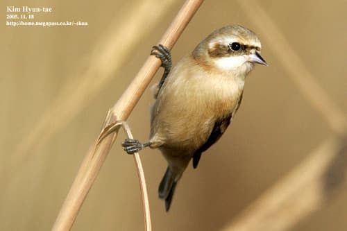 Chinese Penduline-Tit