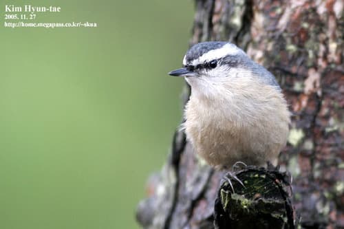 Snowy-browed Nuthatch