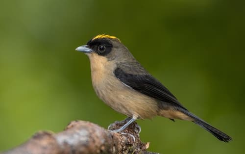 Black-goggled Tanager
