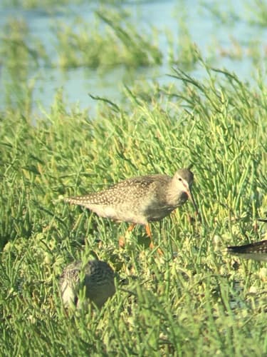Spotted Redshank