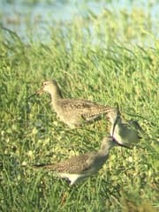 Spotted Redshank