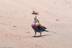 Lilac-breasted Roller