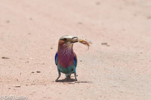 Lilac-breasted Roller