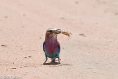 Lilac-breasted Roller
