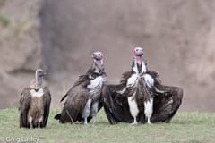 Lappet-faced Vulture